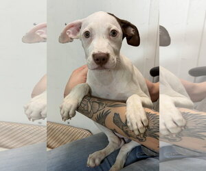 Deema - Female American Pit Bull Terrier-Australian Shepherd Mix Dog for Adoption - Photo #2
