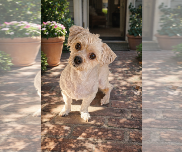 Medium Photo #2 Maltese-Unknown Mix Puppy For Sale in Phoenix, AZ, USA