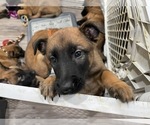 Small Photo #41 Belgian Malinois Puppy For Sale in REESEVILLE, WI, USA