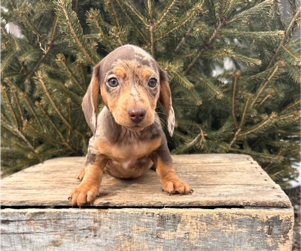 Medium Photo #4 Dachshund Puppy For Sale in MIDDLEBURY, IN, USA