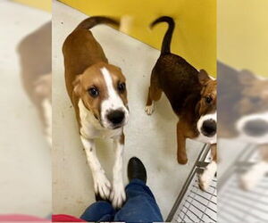 Basset Hound-Unknown Mix Dogs for adoption in Pampa, TX, USA