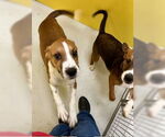 Small Basset Hound Mix