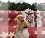 Small Photo #7 Golden Retriever Puppy For Sale in SHERIDAN, MI, USA