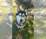 Small Photo #11 Siberian Husky Puppy For Sale in CENTERVILLE, NC, USA