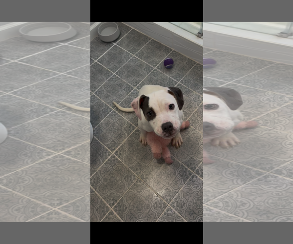Medium Photo #3 American Staffordshire Terrier-Unknown Mix Puppy For Sale in Holly Springs, NC, USA