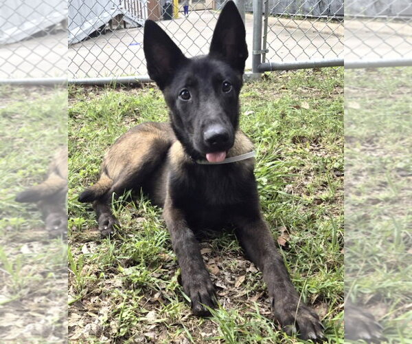 Medium Photo #1 Mutt Puppy For Sale in Kankakee, IL, USA