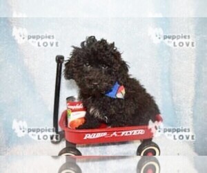 Poodle (Toy) Puppy for sale in SANGER, TX, USA