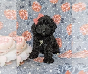 Cocker Spaniel-Poodle (Miniature) Mix Puppy for sale in PEACH BOTTOM, PA, USA