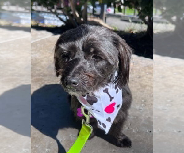 Medium Photo #9 Mutt Puppy For Sale in Corona, CA, USA