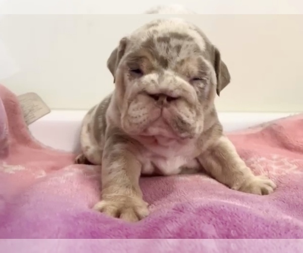 Medium Photo #13 English Bulldog Puppy For Sale in SEATTLE, WA, USA