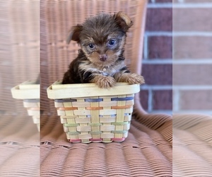 Yorkshire Terrier Puppy for sale in PARIS, TX, USA