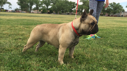 Medium Photo #1 French Bulldog Puppy For Sale in ROSEVILLE, CA, USA