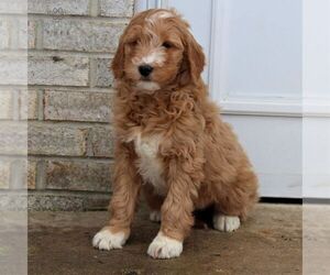 Goldendoodle-Poodle (Miniature) Mix Puppy for sale in GORDONVILLE, PA, USA