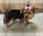 Small #6 Yorkshire Terrier