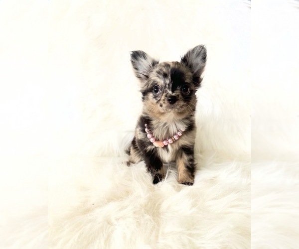 Medium Photo #14 Chihuahua Puppy For Sale in SACRAMENTO, CA, USA