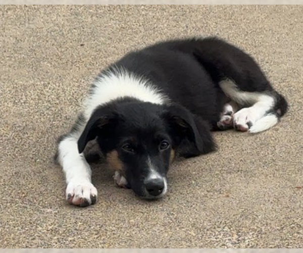 Medium Photo #1 Australian Shepherd-Unknown Mix Puppy For Sale in Brooklyn Center, MN, USA