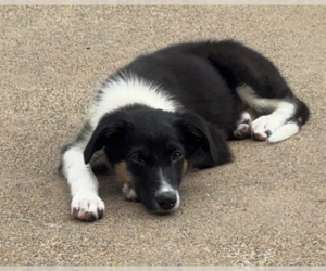 Australian Shepherd-Unknown Mix Dogs for adoption in Brooklyn Center, MN, USA