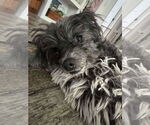 Small #2 Poodle (Miniature) Mix