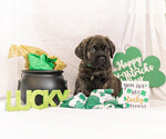 Puppy 1 Cane Corso