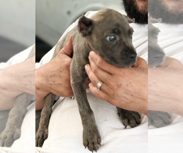 Medium Photo #14 Cane Corso Puppy For Sale in ANDERSON, IN, USA