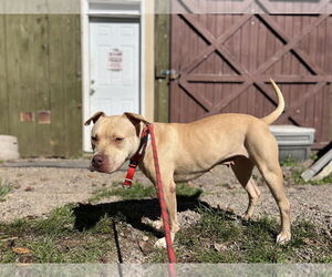 American Pit Bull Terrier Dogs for adoption in Benton, PA, USA