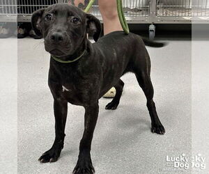 Labrador Retriever-Unknown Mix Dogs for adoption in Washington, DC, USA