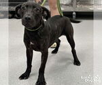 Small Labrador Retriever Mix