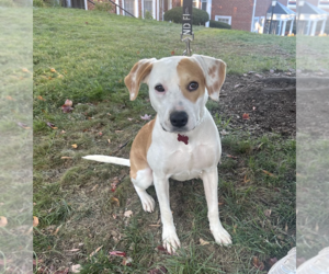 AMBER - Female Labrador Retriever-Unknown Mix Dog for Adoption - Photo #2