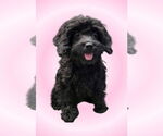 Small #1 Cavalier King Charles Spaniel Mix