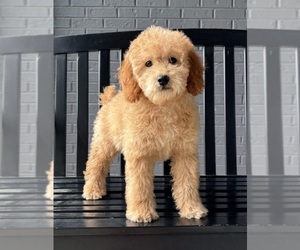 Goldendoodle (Miniature) Puppy for sale in FRANKLIN, IN, USA