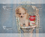 Small Photo #7 Pomeranian Puppy For Sale in SANGER, TX, USA