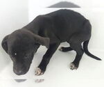 Small #1 Labrador Retriever Mix