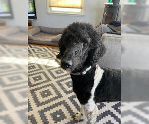 Poodle (Standard)-Unknown Mix Dogs for adoption in Farmington, MN, USA