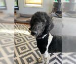 Small Poodle (Standard) Mix