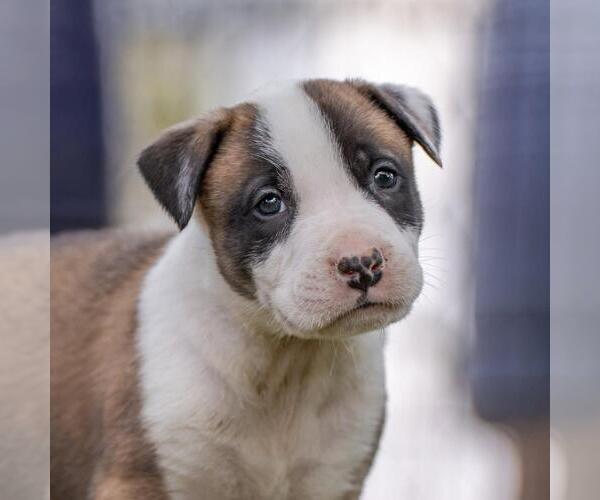 Medium Photo #3 Boxer-Unknown Mix Puppy For Sale in San Diego, CA, USA