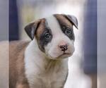 Small #2 Boxer Mix