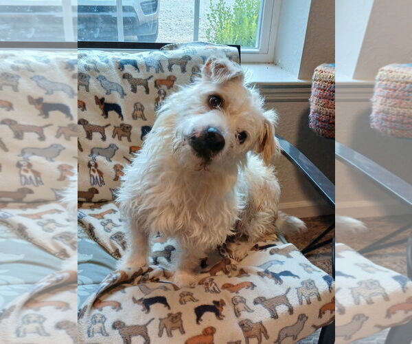 Medium Photo #1 Mutt Puppy For Sale in Eastman, GA, USA