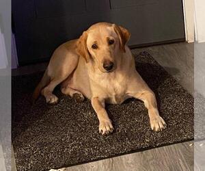 Mother of the Labrador Retriever puppies born on 05/12/2025