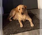 Small Photo #1 Labrador Retriever Puppy For Sale in SACRAMENTO, CA, USA