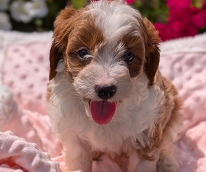 Medium Cavapoo