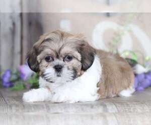 Shih Tzu Puppy for sale in MOUNT VERNON, OH, USA