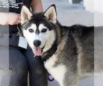 Small Photo #3 Siberian Husky Puppy For Sale in Martinez, CA, USA