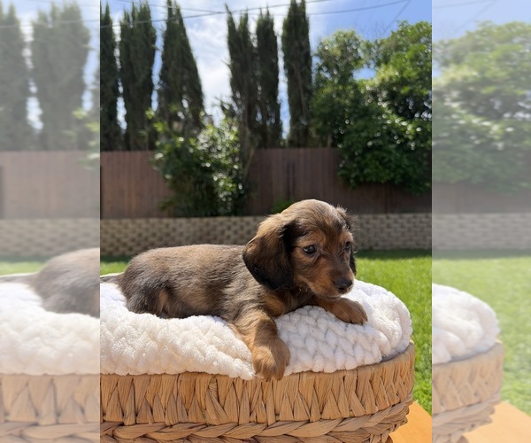 Medium Photo #6 Dachshund Puppy For Sale in NORTH HIGHLANDS, CA, USA