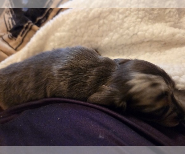 Medium Photo #1 Dachshund Puppy For Sale in NORFOLK, VA, USA
