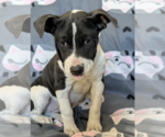 Small #2 American Staffordshire Terrier-Chihuahua Mix