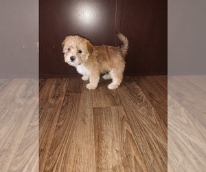 Morkie Puppy for sale in LAPEER, MI, USA