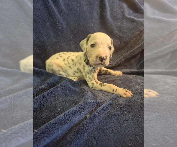 Medium Photo #2 Dalmatian Puppy For Sale in LEIPSIC, OH, USA