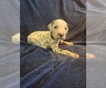 Small #1 Dalmatian
