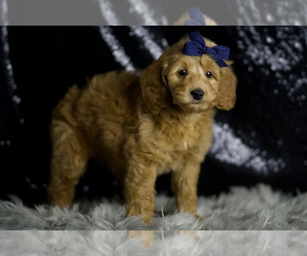 Medium Photo #45 Goldendoodle (Miniature) Puppy For Sale in WARSAW, IN, USA