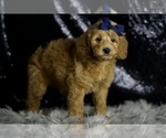 Small #3 Goldendoodle (Miniature)